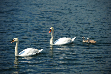 cygnes