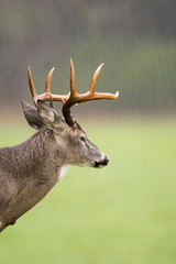 White-tailed deer buck in rain