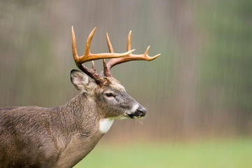 Fototapeta premium White-tailed deer buck in rain
