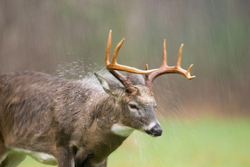 White-tailed deer buck shaking off rain