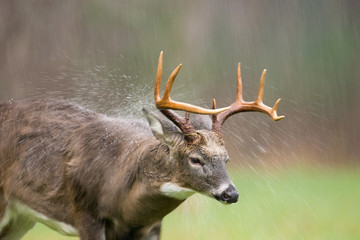 White-tailed deer buck shaking off rain