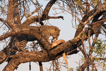 Naklejka premium Leopard feeding on impala