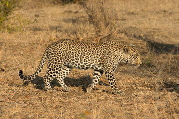 Leopard in morning sun