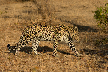 Leopard in morning sun