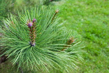 pine branch with young purple cones