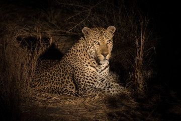 Naklejka premium Leopard resting in the shade in the bush a night