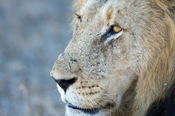 Obraz premium Male lion