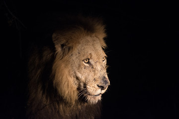 Fototapeta na wymiar Lion at night