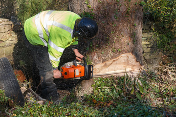 Tree surgeon cutting into a tree truk with a large chainsaw.  The tree trunk has a large cut in it