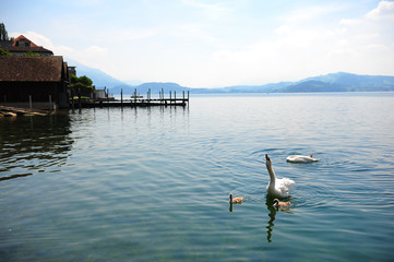 cygnes