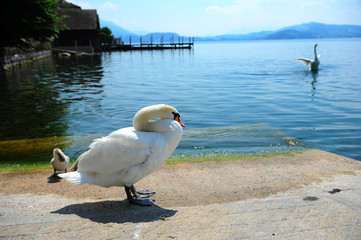 cygnes