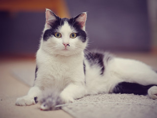 Fototapeta na wymiar Black-and-white beautiful domestic cat