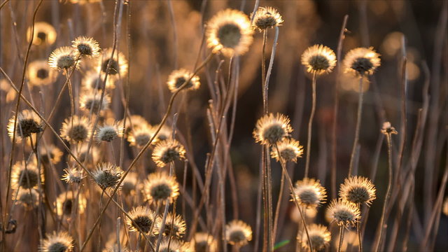 swinging on wind dried flowers