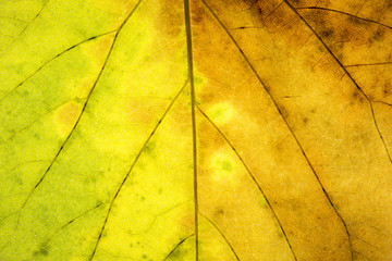 Abstract green and yellow leaf texture for background