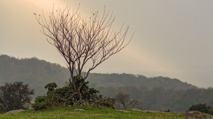 Autumns Barren landscape, a single tree in a ray of light