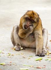 monkey