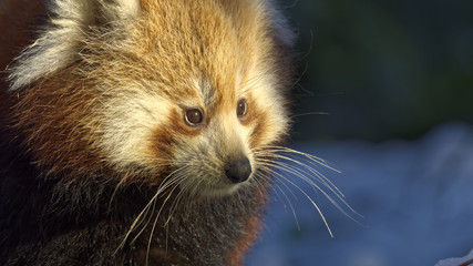 Red panda (Ailurus fulgens) portrait in snow