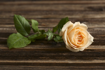 Beige rose on a brown wooden table