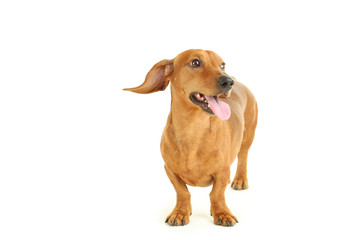 Dachshund dog isolated on a white