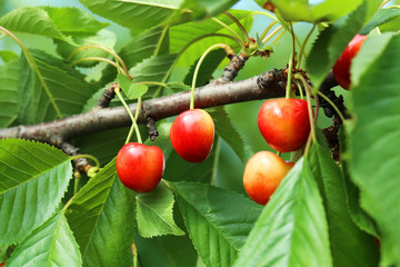 Sweet cherries hanging on a tree branch, outdoors