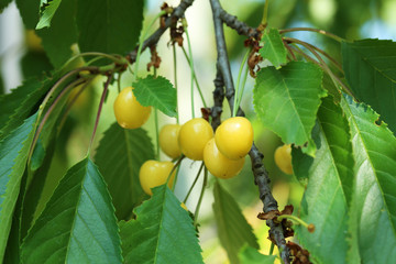 Sweet cherries hanging on a tree branch, outdoors