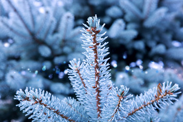 Blue Pine branches isolated.