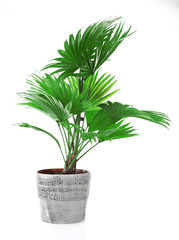 Palm tree (Livistona Rotundifolia) in flowerpot, isolated on white