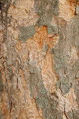 texture of the trunk and the bark of an old tree