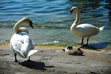 cygnes