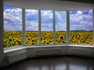 plastic windows overlooking the field of sunflowers