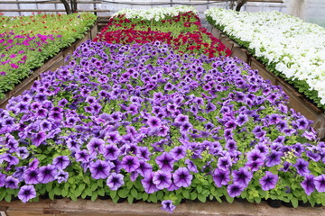 Cultivar annual Petunia flowers seedlings in the modern greenhouse in spring