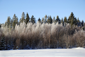 Trees in the forest edge. Birches covered with rime