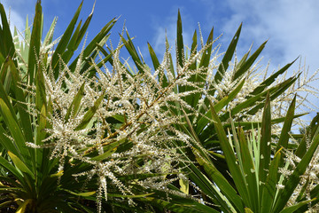 Cabbage tree in bloom.