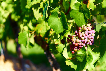 Vineyard with fresh grapes2