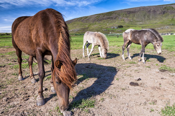 View of Icelandic horses grazing in icelandic countryside.