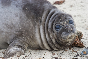Southern Elephant Seal pup (Mirounga leonina) on a sandy beach on Sealion Island in the Falkland...