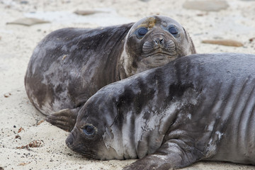 Southern Elephant Seal pups (Mirounga leonina) on a sandy beach on Sealion Island in the Falkland...