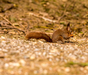 Red Squirrels at Formby Point, Formby, Southport, Merseyside, UK