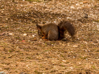 Red Squirrels at Formby Point, Formby, Southport, Merseyside, UK