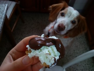 Cane affamato