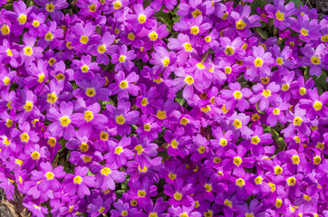 Aubrieta (aubretia) purple flowers as a background