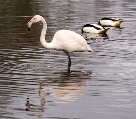 Burscough, Lancashire, UK. 27th March 2015. Greater Flamingo and Avocets at Martin Mere Wetlands Centre