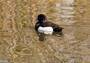 Burscough, Lancashire, UK. 27th March 2015. Tufted Duck at WWT Martin Mere Wetlands Centre