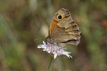 Obraz premium Maniola jurtina, Meadow Brown butterfly (female) from Europe