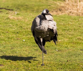 Burscough, Lancashire, UK. 27th March 2015. Common Crane at WWT Martin Mere Wetlands Centre