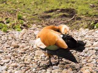 Burscough, Lancashire, UK. 27th March 2015. Ruddy Shelduck at WWT Martin Mere Wetlands Centre