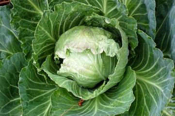 Early Jersey Wakefield Cabbage