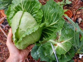 Cabbage in Vegetable Garden