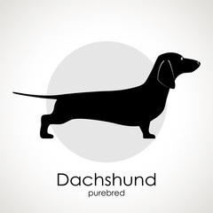 Dachshund