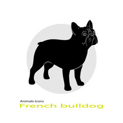 French bulldog